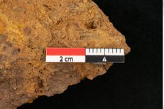 Foto (Detailansicht) von Plantae indet.  (NHMW-GEO-2024-0188-10394)